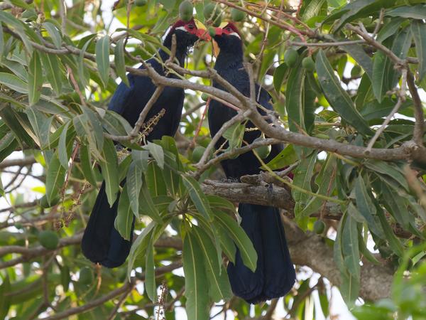 <h3><a href="/trips/gambia/biota/animalia/chordata/aves/029 musophagiformes/001 musophagidae/musophaga violacea/musophaga violacea-nl.html">Musophaga&nbsp;violacea</a> / Violet&nbsp;turaco / Violette&nbsp;toerako</h3>OM-1 Mark II met OLYMPUS M.150-400mm F4.5, 1/2000 sec  bij F4.5, ISO 3200, afstand 25.7&nbsp;m